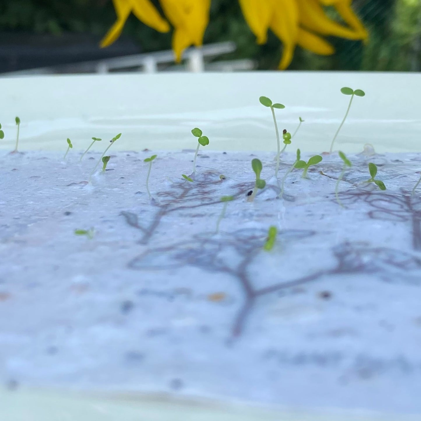 Wildflower seed paper - Map of Newfoundland