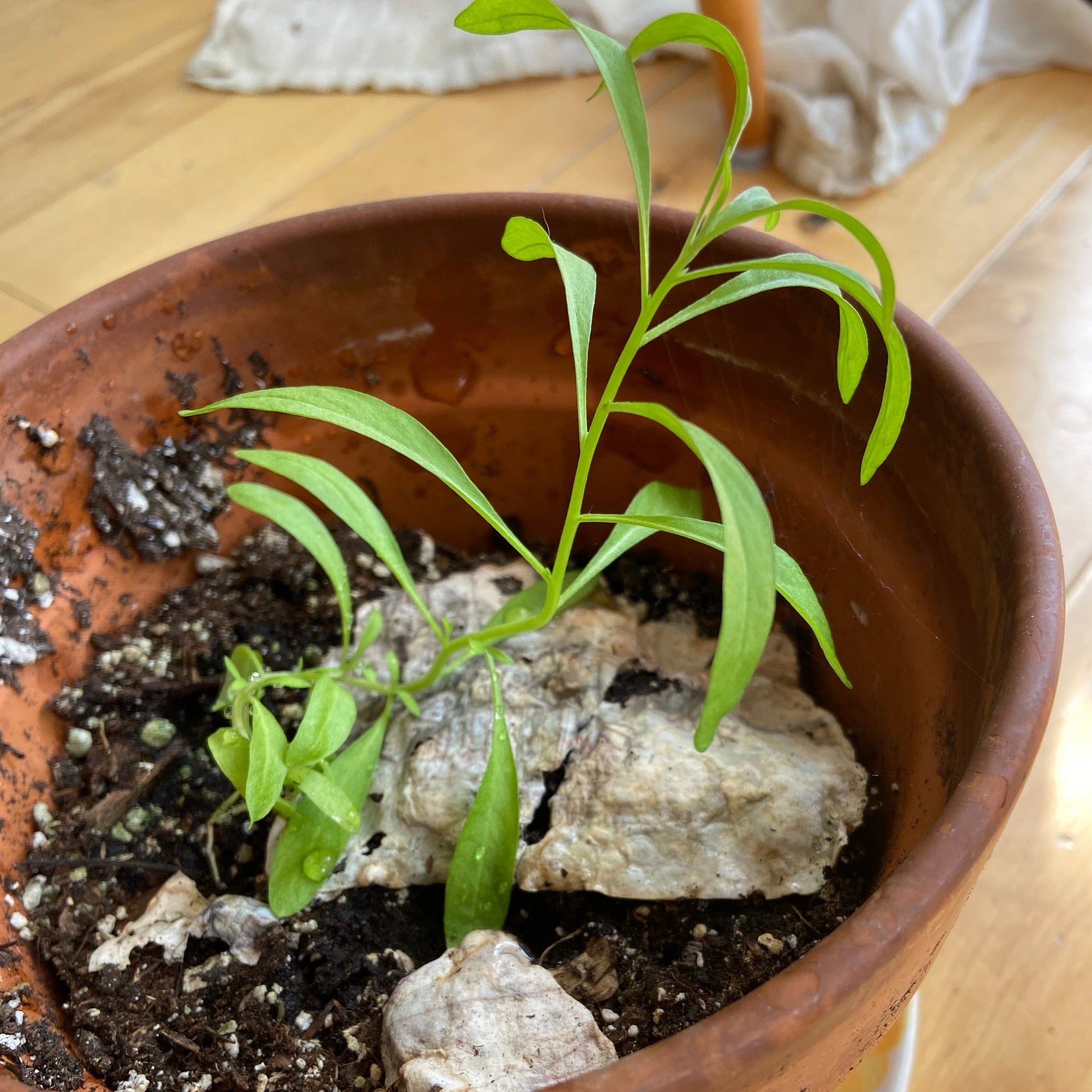 Growing leaves in pot